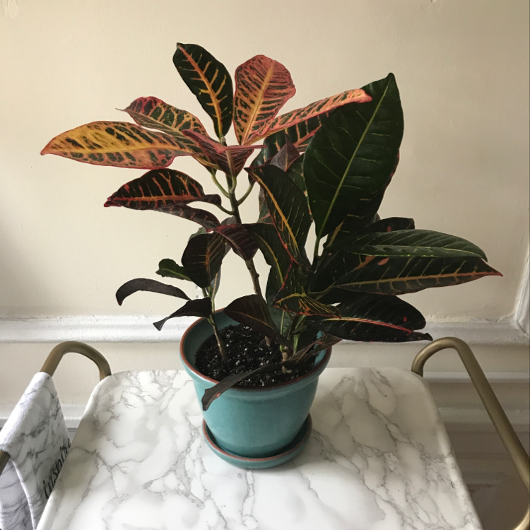 Healthy, colorful Croton 'Petra' plant with glossy variegated leaves in teal pot on plain background.
