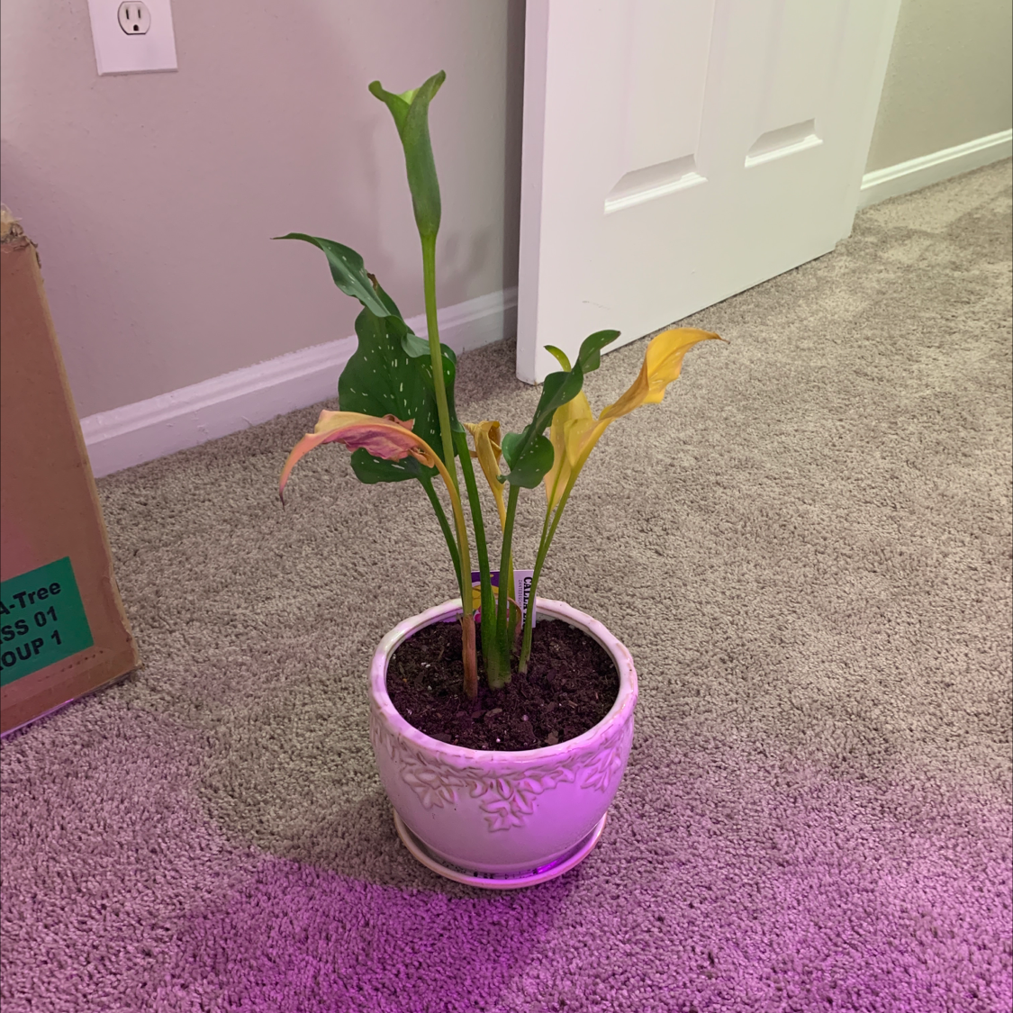 What Should I Do When Calla Lily Leaves Turn Yellow? 🤒