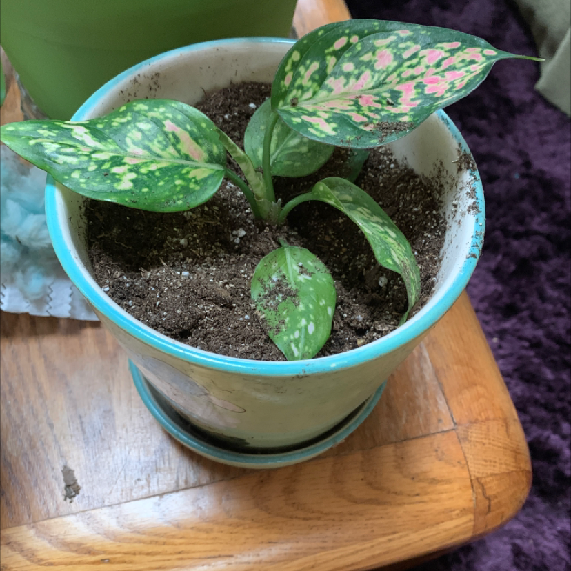 Healthy variegated Dieffenbachia plant in blue ceramic pot, with vibrant green and white leaves and moist soil.