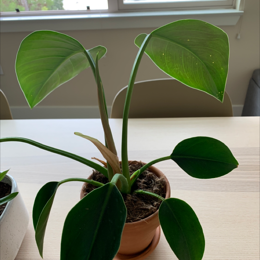 Healthy blushing philodendron plant with large, vibrant green oval leaves in a small terracotta pot on a white windowsill.