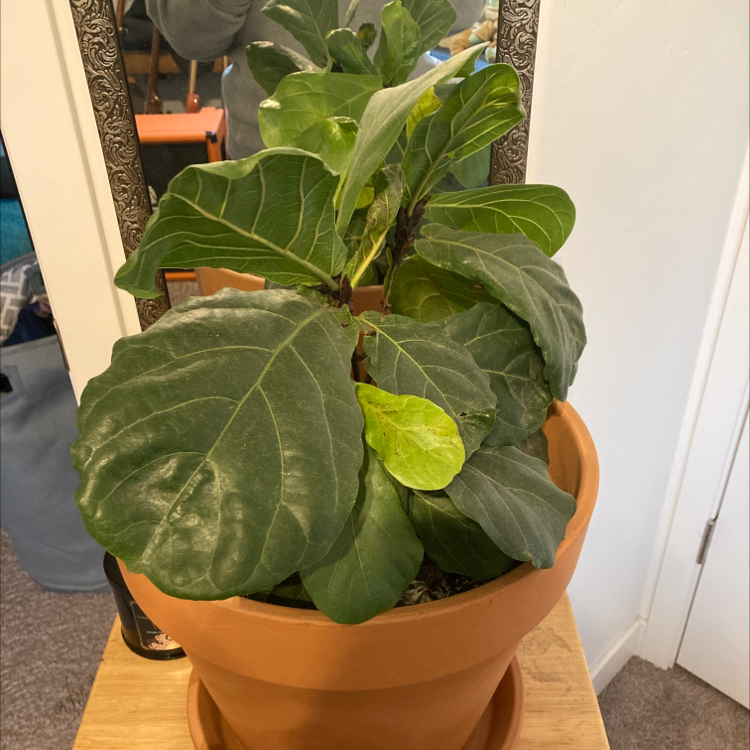Fiddle Leaf Fig plant photo by @Kasiebb named Fiddle me this on Greg, the plant care app.