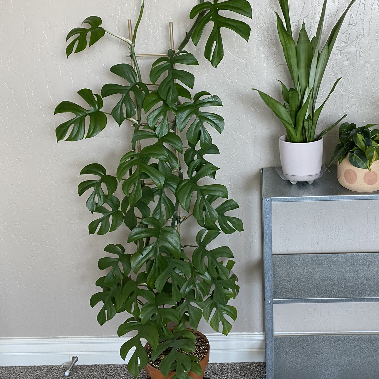 Photo of the plant species Silky Eremophila by @SolaceInSunshine named Rhap T on Greg, the plant care app