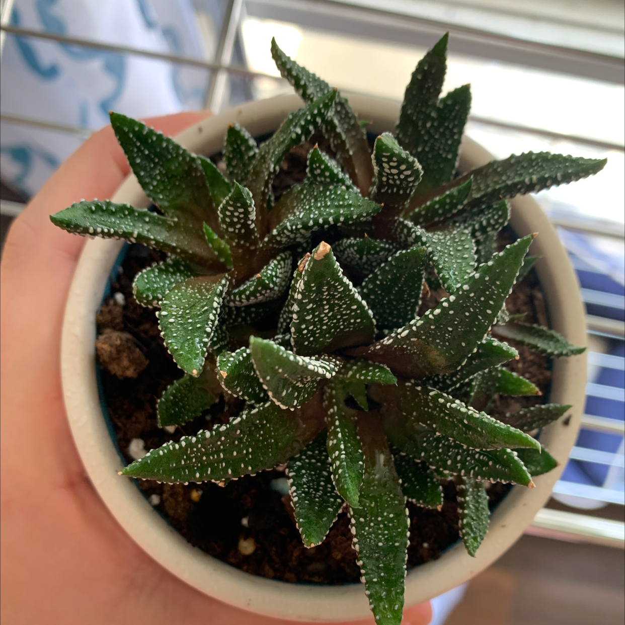 Photo of the plant species Lime Plant by @caroleessex named Harold on Greg, the plant care app