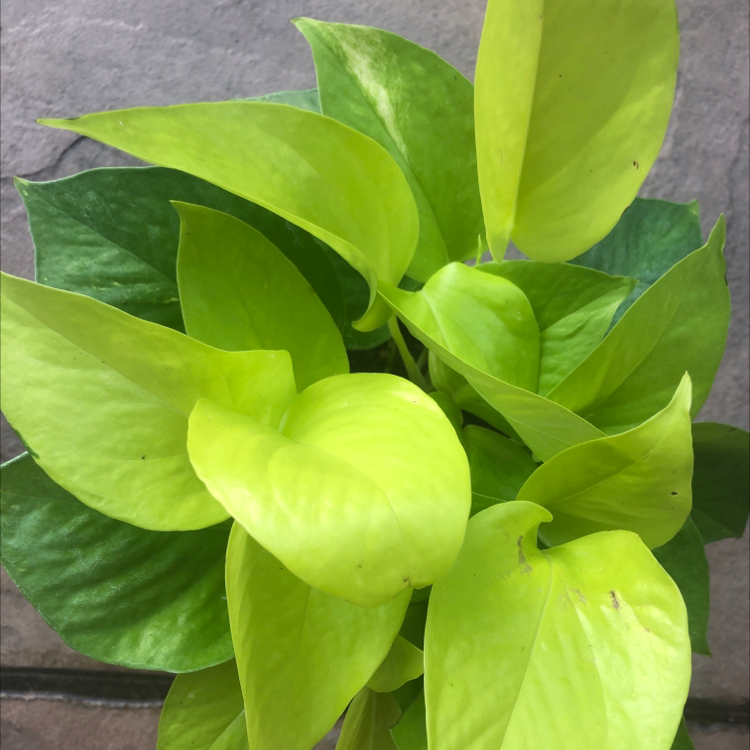 Neon Pothos plant with vibrant green and yellow leaves.