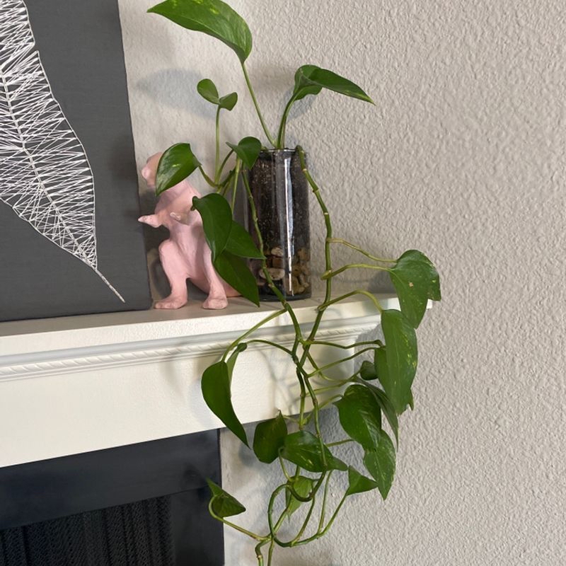 Healthy Jade Pothos plant with glossy green leaves and extensive roots growing in water, held up by a hand to showcase it.