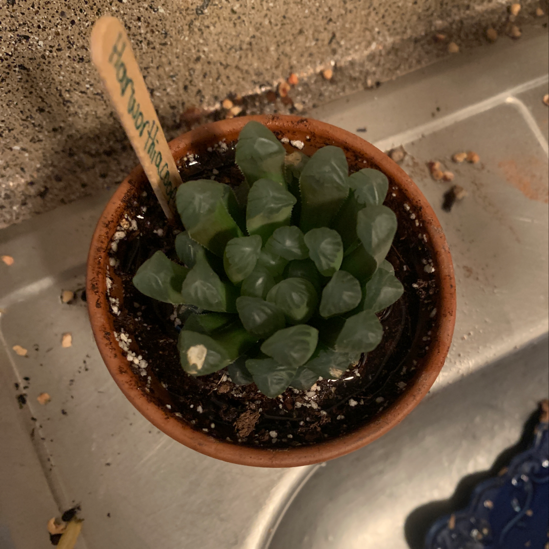Photo of the plant species haworthia cooperi 'Truncata' by @Whimsicalplantmom named Stargazer on Greg, the plant care app