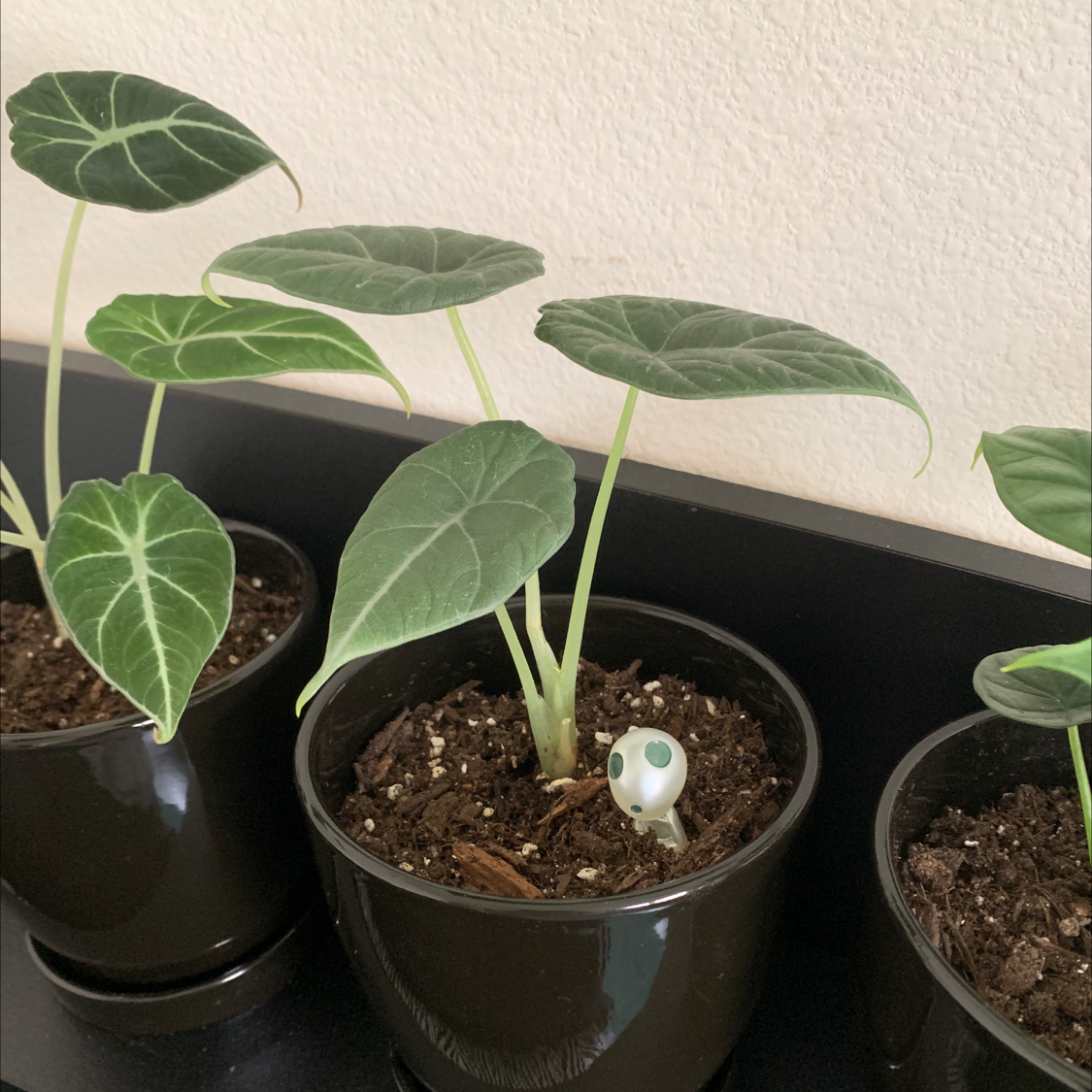 Healthy Taro plants in black pots with visible soil.