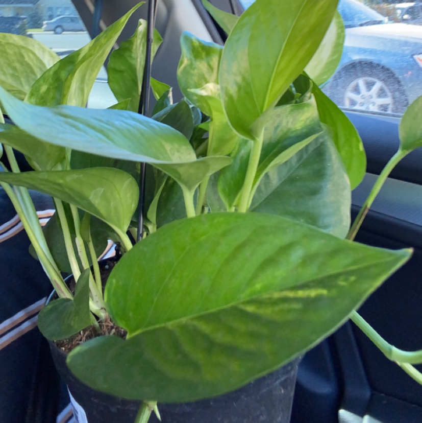 Photo of the plant species Fern by Atticus named Sol on Greg, the plant care app