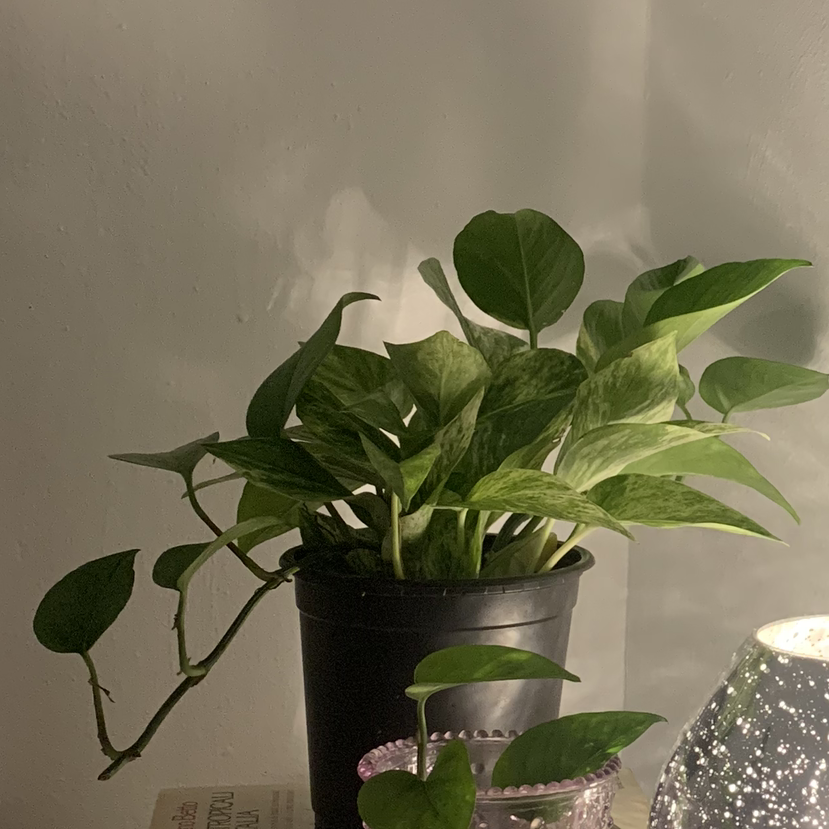 Plant care for Guatemala Tillandsia on Greg, the plant care app