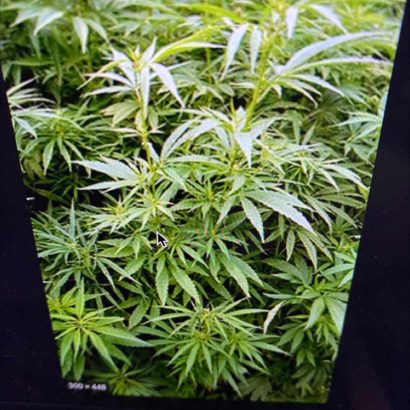 Marijuana plant photo by Alexandrrr named Miley on Greg, the plant care app.