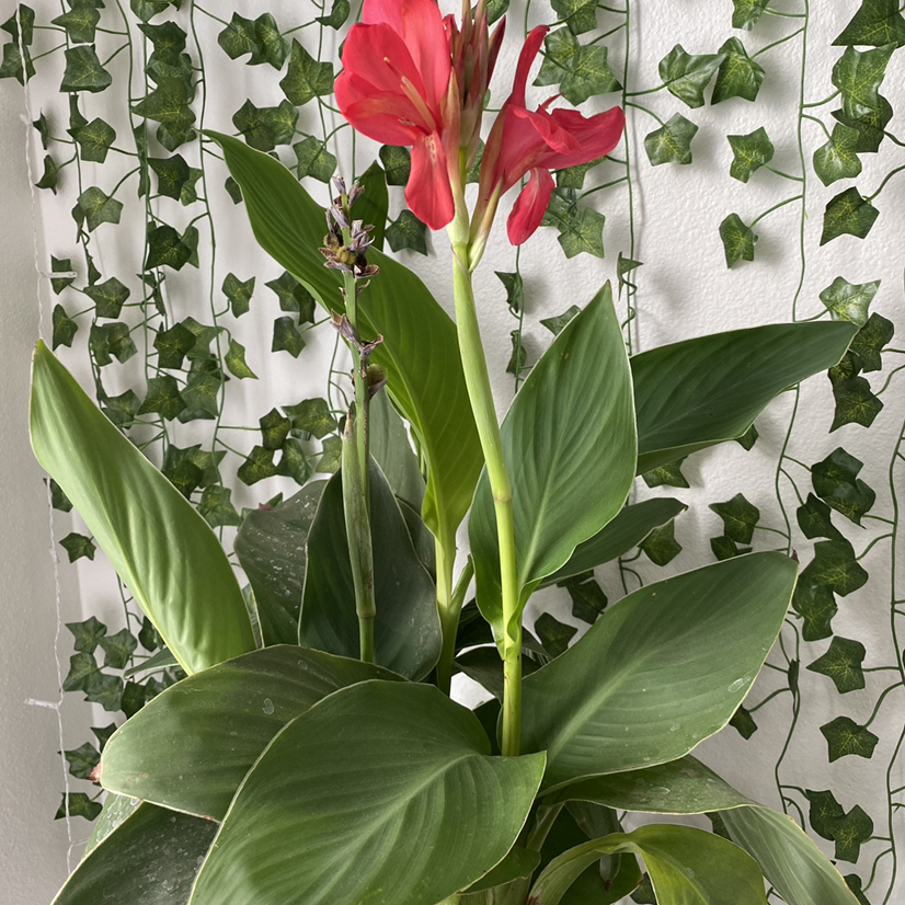 Healthy Canna Lily with vibrant red flower and lush green foliage, growing in a hanging planter with cascading vines.