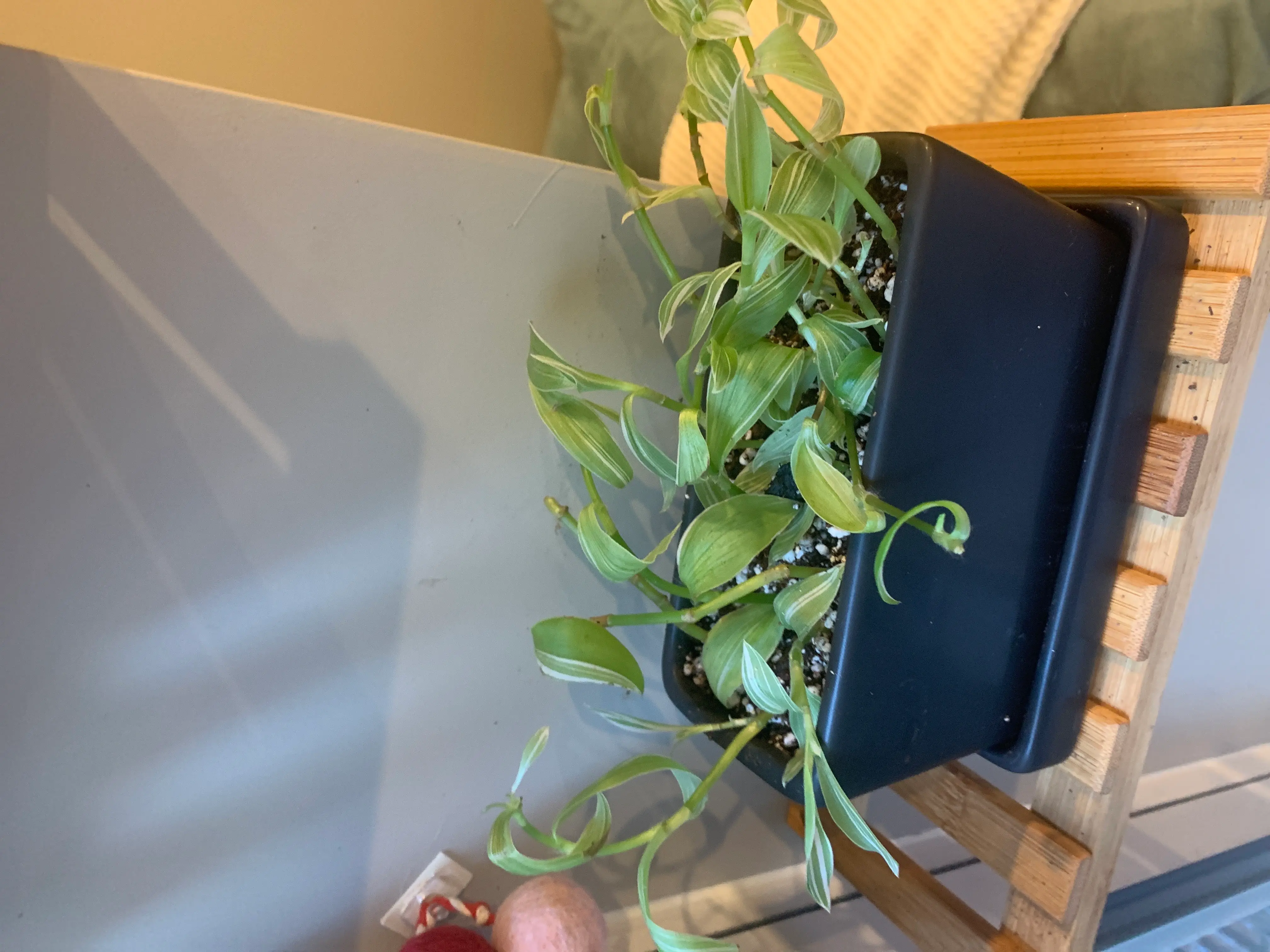 Hand holding a healthy, vibrant small-leaf spiderwort plant with long trailing stems and dense clusters of dark green foliage.