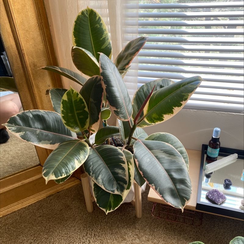 A healthy rubber plant with glossy green leaves, potted in a ceramic container with decorative rocks on top of the soil.