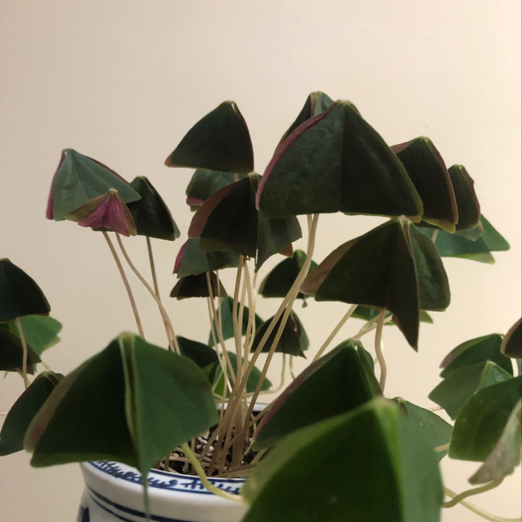 A healthy potted Purple Shamrock plant with triangular burgundy and green leaves, well-framed and in focus.