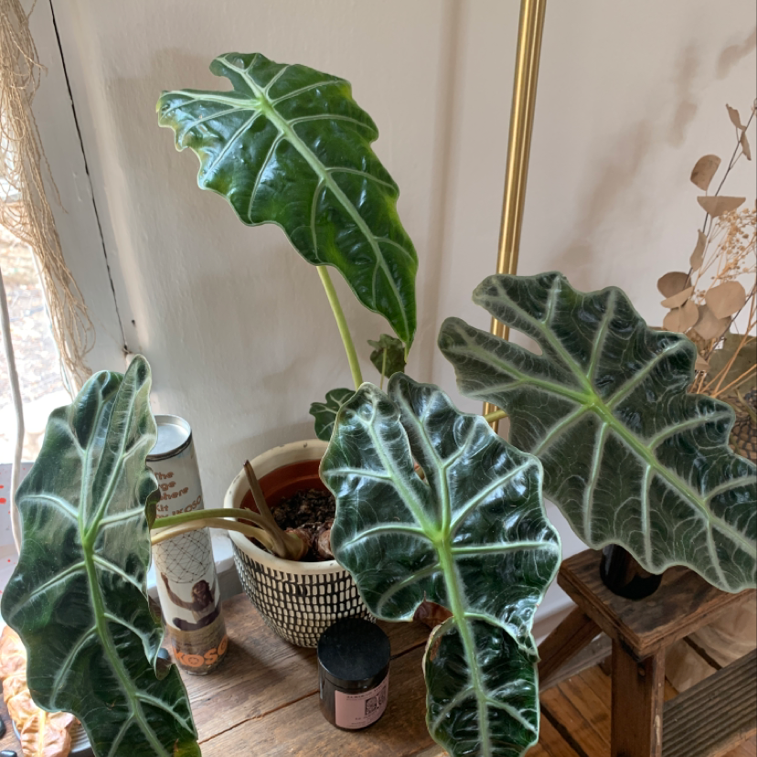Indoor Taro plant with large, glossy, dark green leaves and prominent veins.