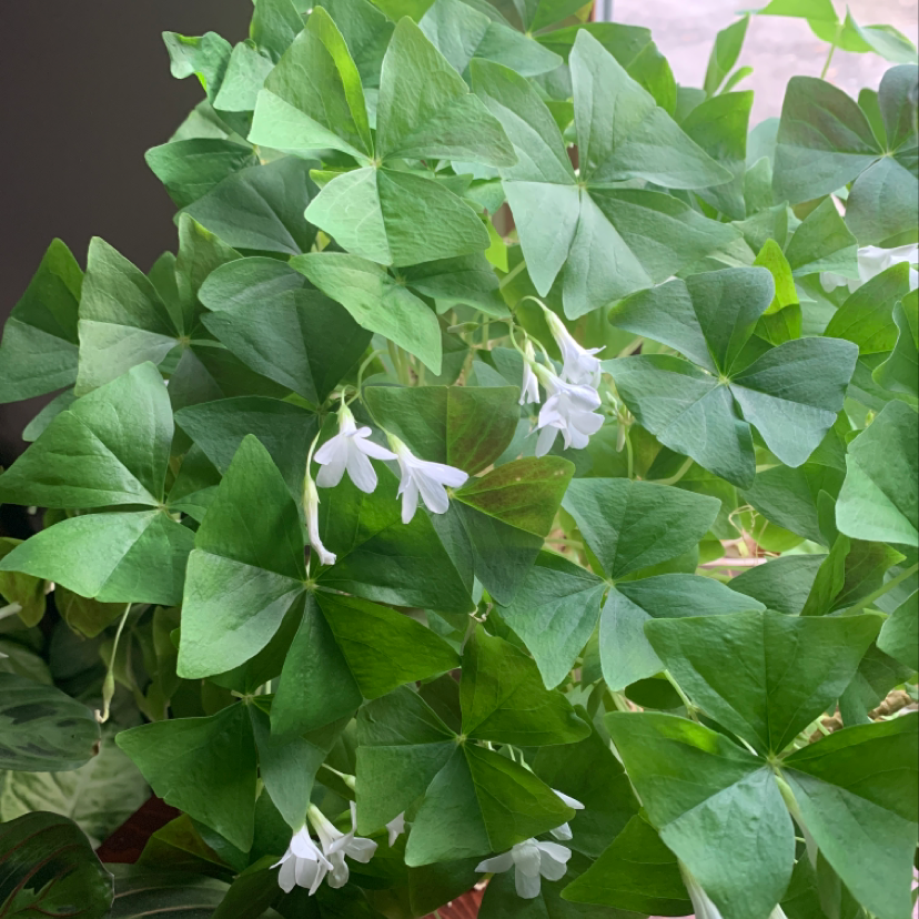 Close-up of a healthy Purple Shamrock plant with lush green and purple triangular leaves and small white flowers.