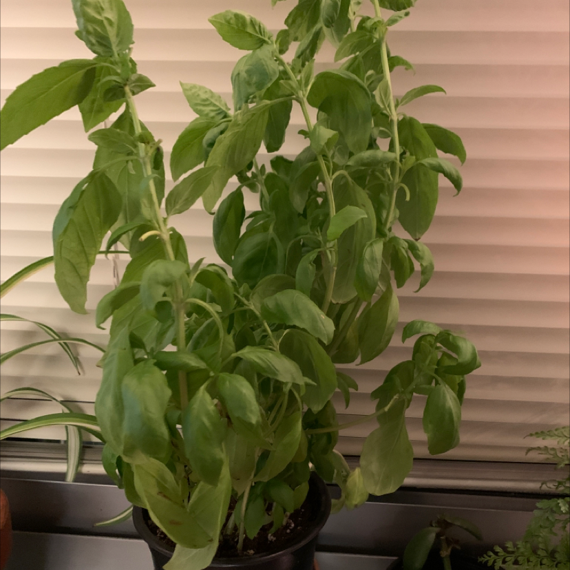Why Are My Thai Basil Leaves Curling?