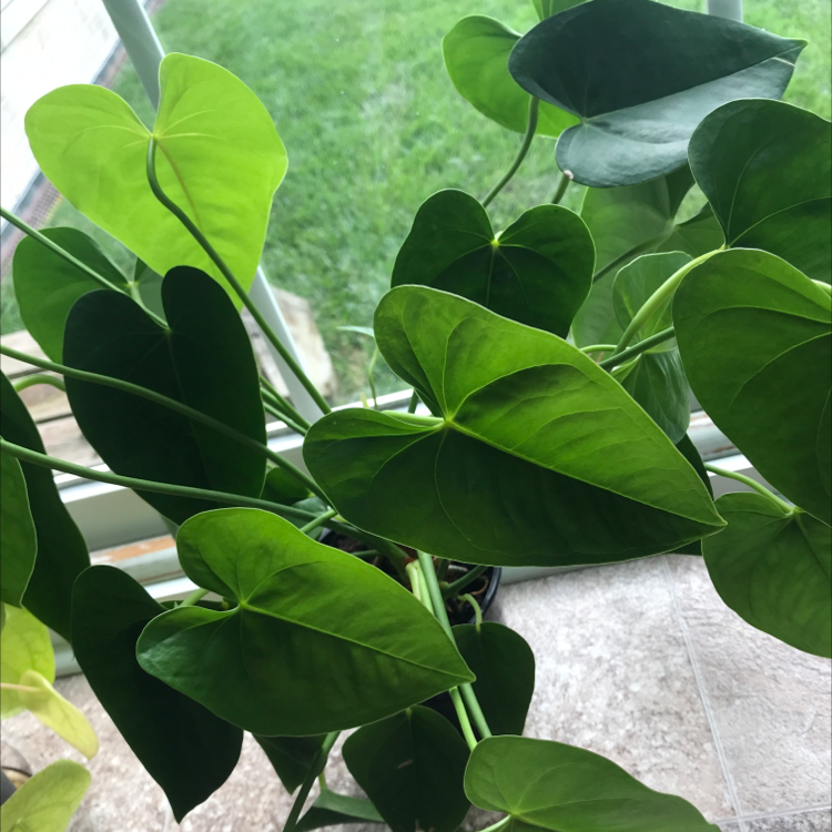 Close-up of healthy Painter's Palette plant with vibrant green heart-shaped leaves featuring distinctive light veining patterns.