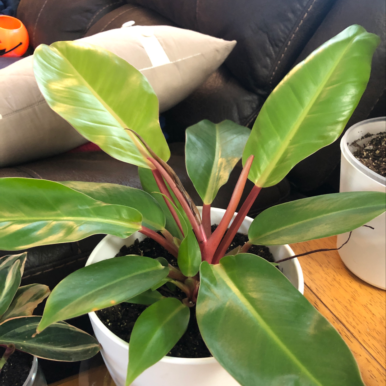 Healthy Blushing Philodendron plant with large, glossy green leaves featuring pink variegation along the center of each leaf.