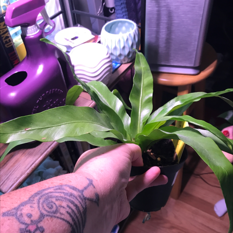 Close-up of a healthy Bird's Nest Fern with lush green foliage, held by a person with a tattooed arm, with craft supplies in background.