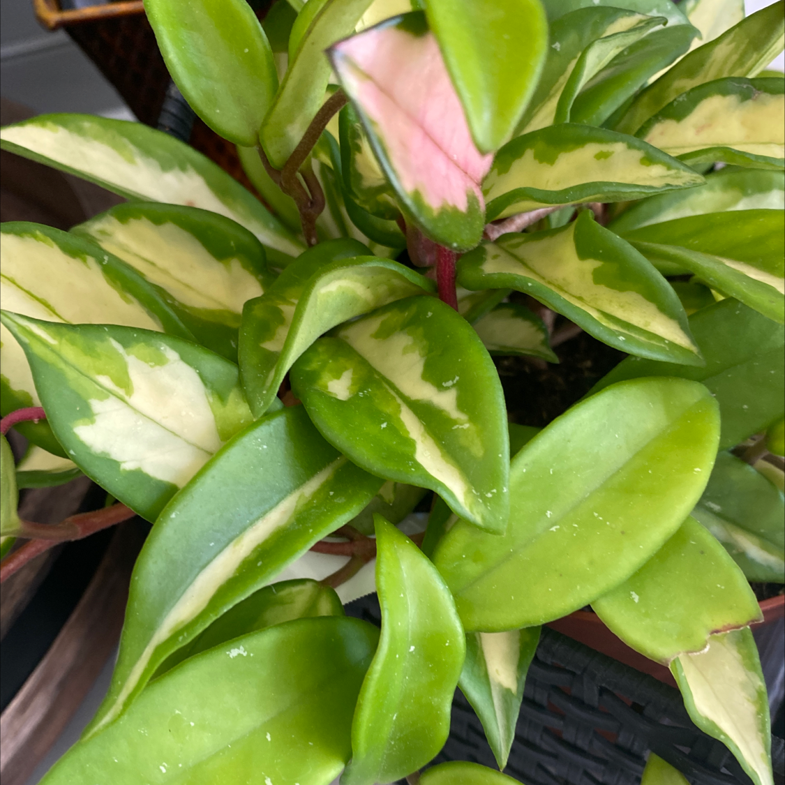 Healthy waxplant with glossy green leaves held by a hand, showing vibrant color and ideal form of the foliage.
