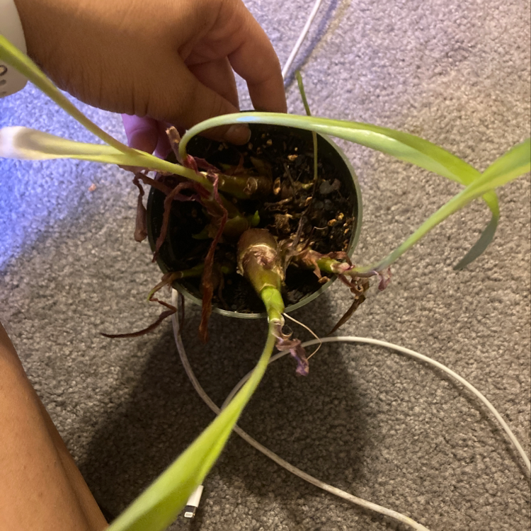 Photo of the plant species Red basil by @Shelbigal named Your plant on Greg, the plant care app