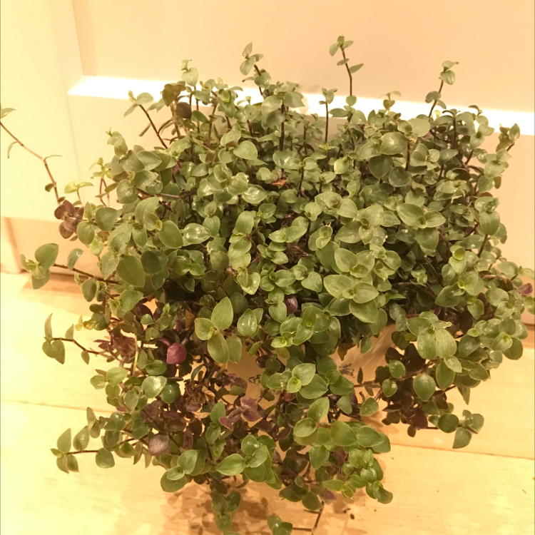 Healthy Creeping Inch Plant with dense oval leaves in shades of green and reddish-purple, well-framed.