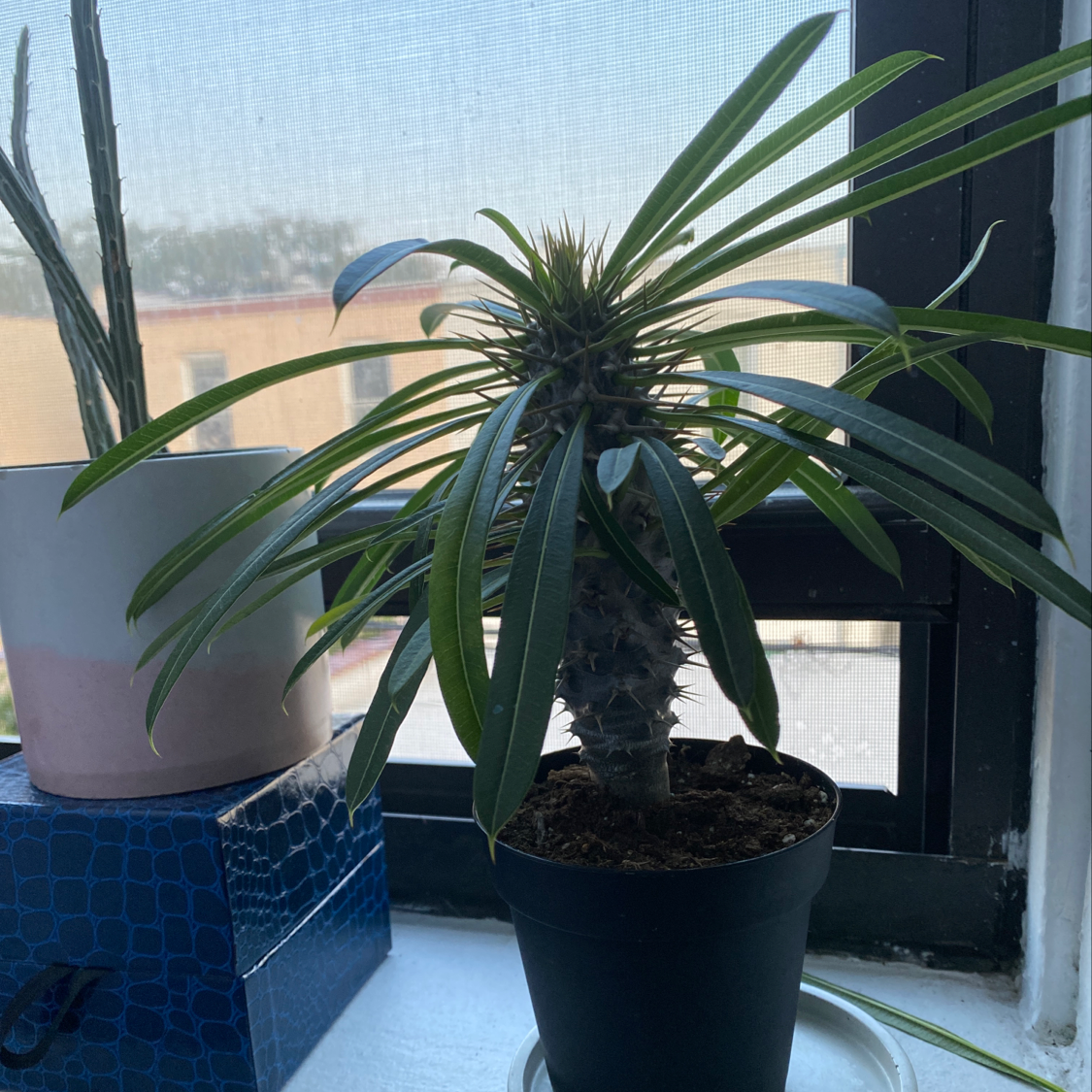 Madagascar Palm (Pachypodium lamerei) in a pot on a windowsill, healthy with green leaves.