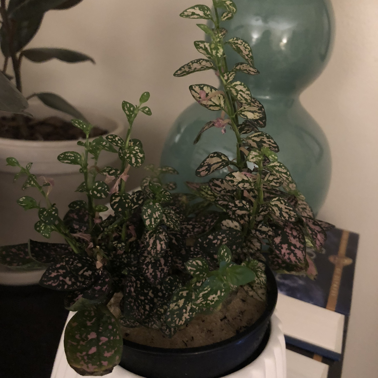 A healthy young polka dot plant with green and burgundy spotted leaves growing in a teal ceramic pot.