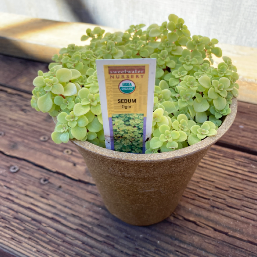Photo of the plant species Goldmoss Stonecrop by @rex named Vidya on Greg, the plant care app