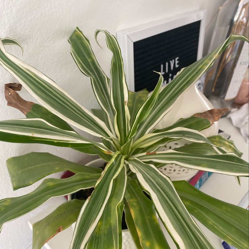 Dracaena 'Lemon Lime' plant with variegated leaves and some browning tips.
