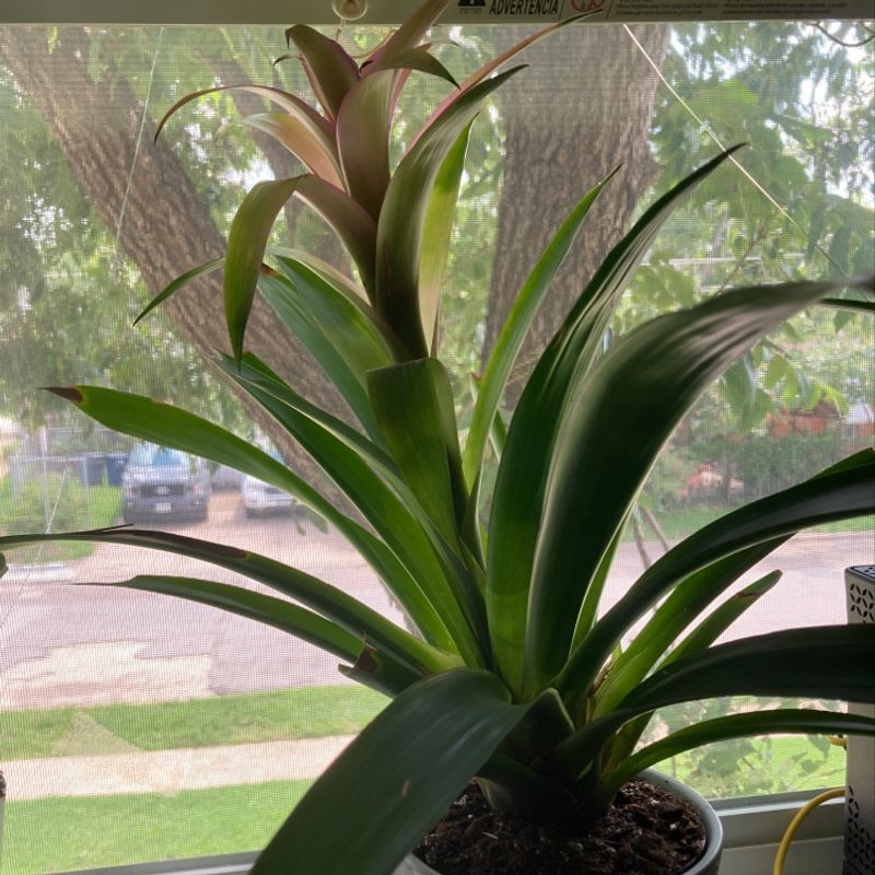 Healthy Droophead Tufted Airplant with long, curving green leaves in a small pot on a windowsill.