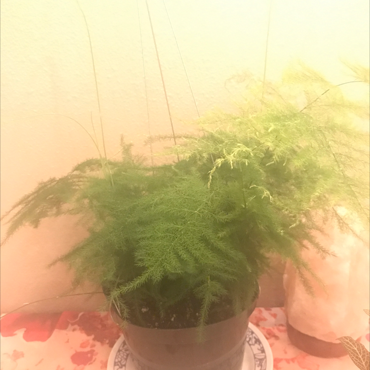 Close-up of a healthy Asparagus Fern with lush green foliage in a ceramic pot, showing some minor yellowing.