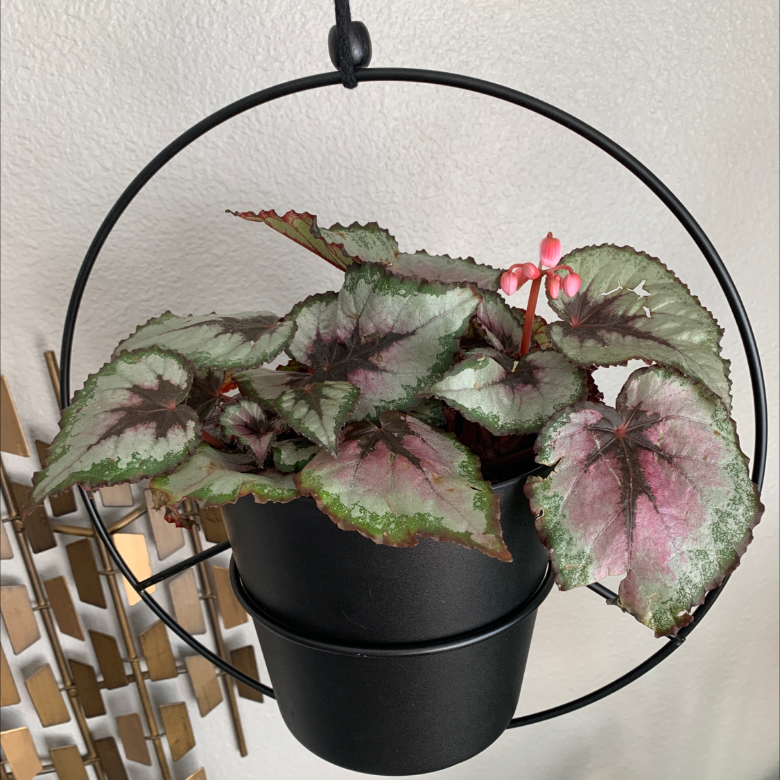 Rex Begonia Vine in a hanging pot with colorful leaves and a small flower.