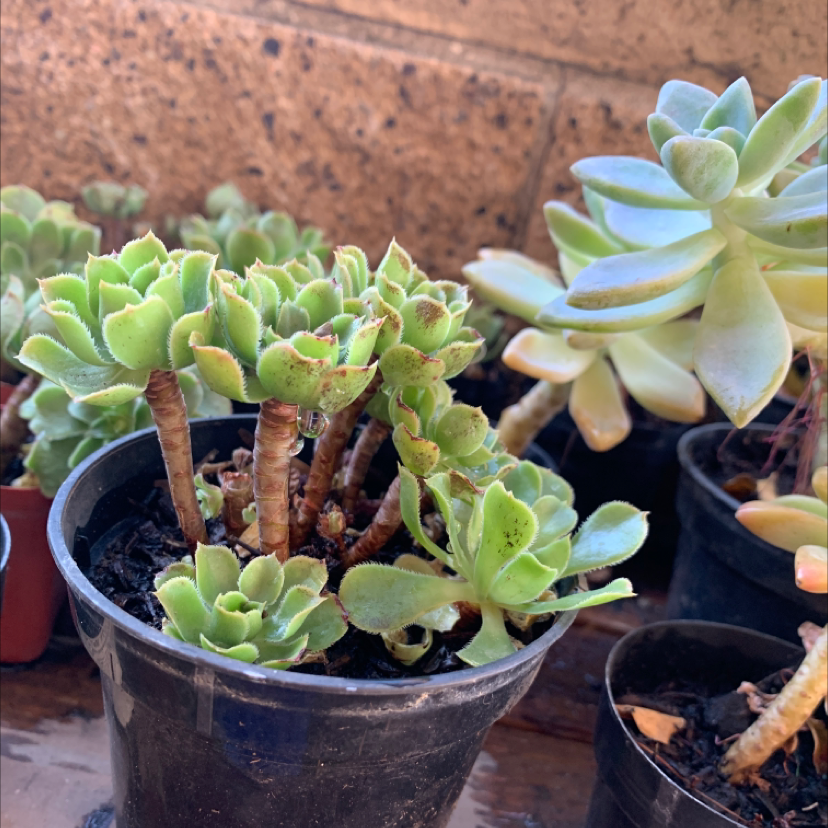 Potted Tree Aeonium succulent with multiple stems and green leaves, slight discoloration visible.