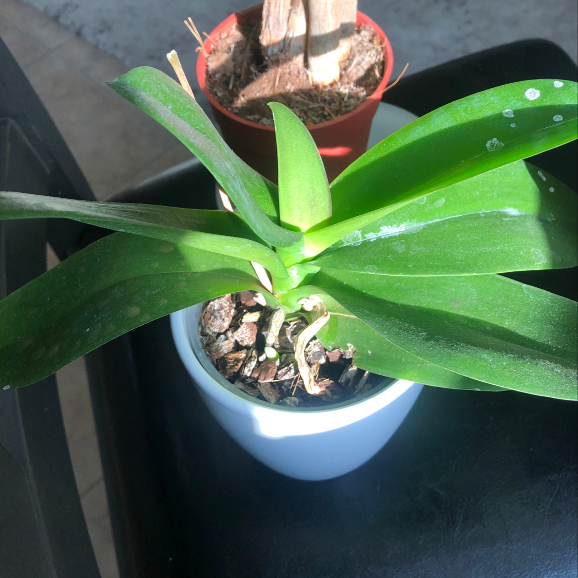 Photo of the plant species Aglanema red valentine by Vivian named Planty on Greg, the plant care app