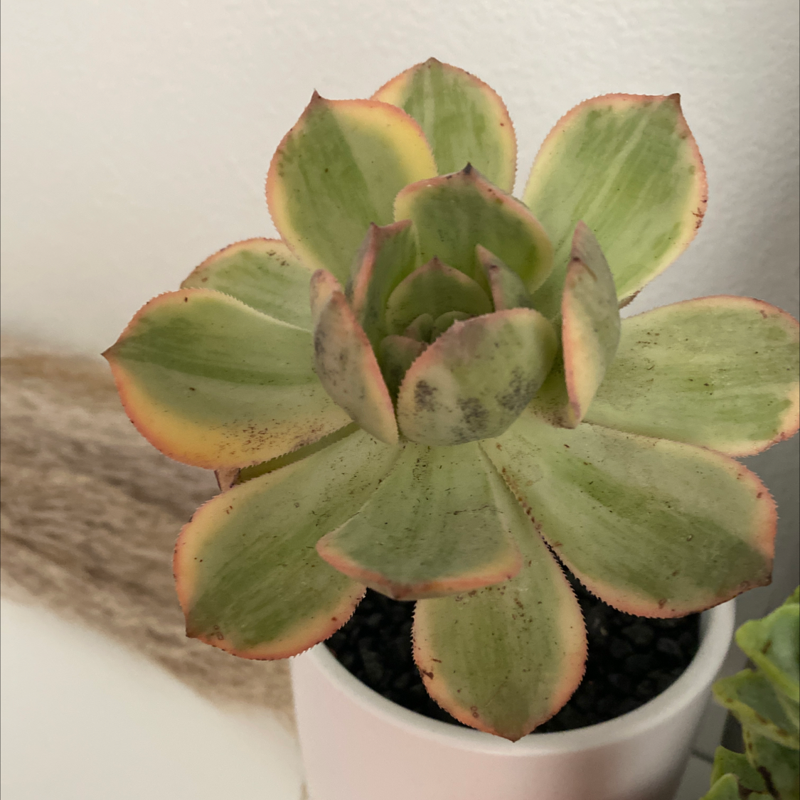 Lipstick Echeveria with green leaves and red edges, slight discoloration and black spots visible.
