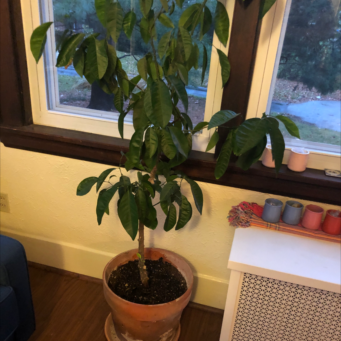 Healthy potted umbrella tree on windowsill, with glossy green leaves and no signs of discoloration or damage.