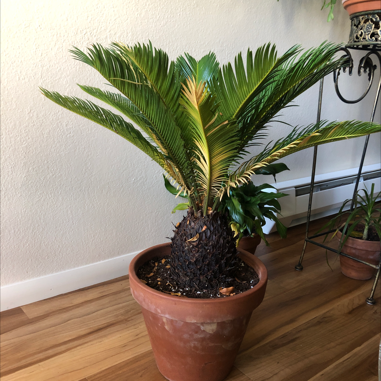 Sago Palm in a terracotta pot with some yellowing fronds.