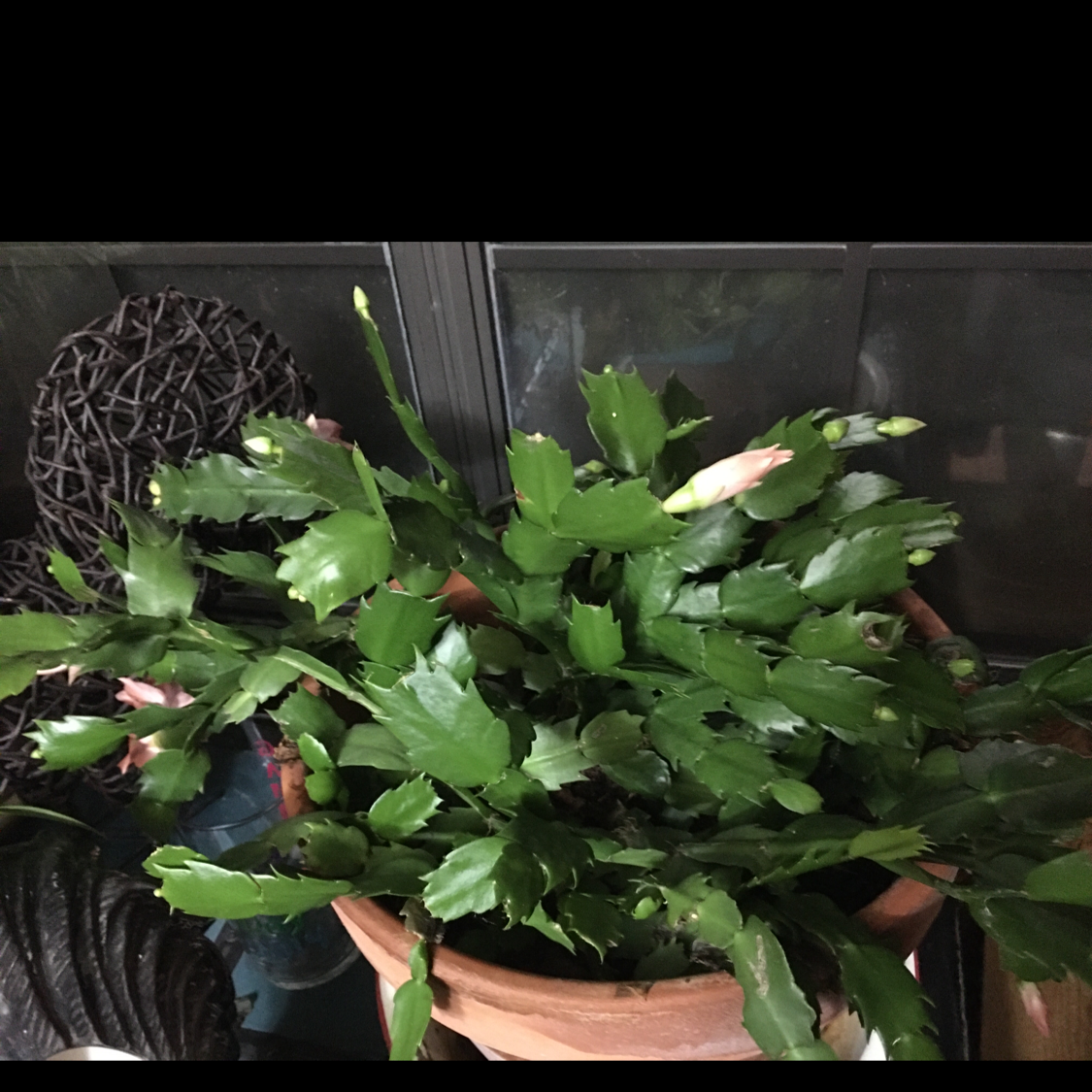 False Christmas Cactus plant photo by @Gamma4-3 named Ms Alice on Greg, the plant care app.