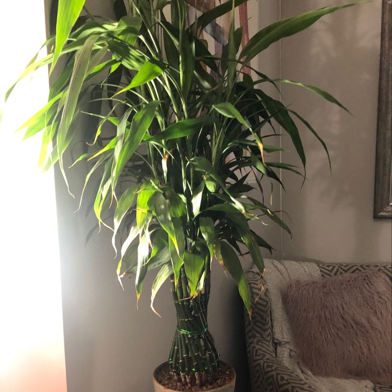 Healthy, thriving lucky bamboo plant in glass vase with water and pebbles. Multiple green stalks and leaves, no discoloration or damage.