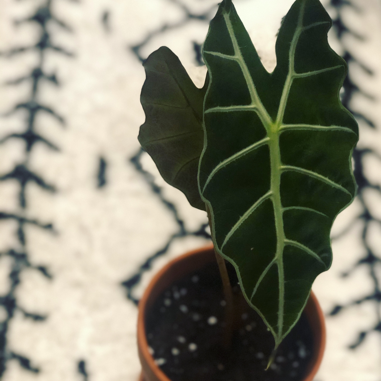 Photo of the plant species Paper Bush by @greenspirationWUSH named 大仙女 on Greg, the plant care app