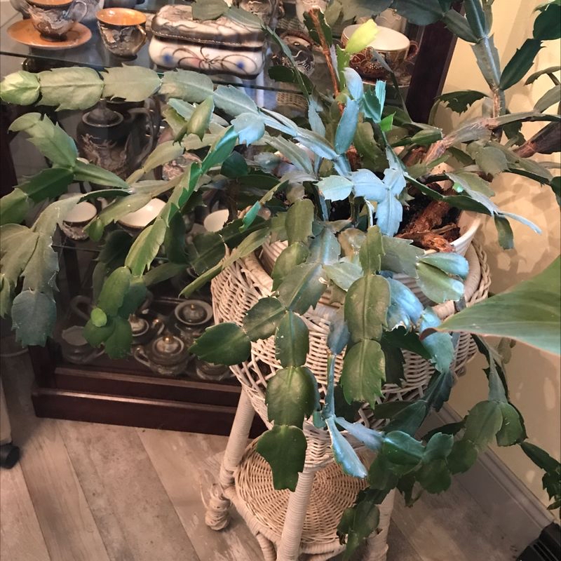 false Christmas Cactus in a wicker plant stand with green leaves and household items in the background.