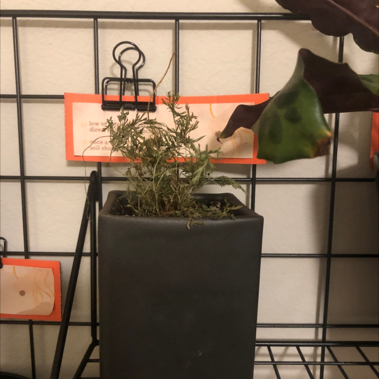 A potted plant identified as an African Marigold with significant browning and wilting of leaves.