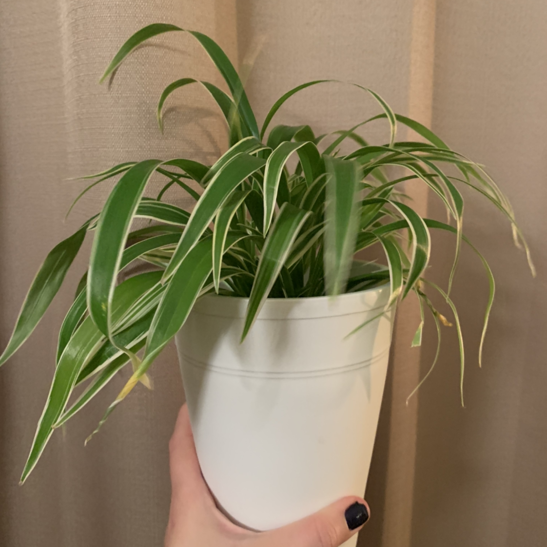 Healthy Spider Plant in a white pot held by a hand.