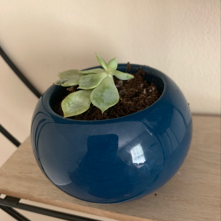 Ghost Plant in a blue pot with some yellowing leaves and visible soil.