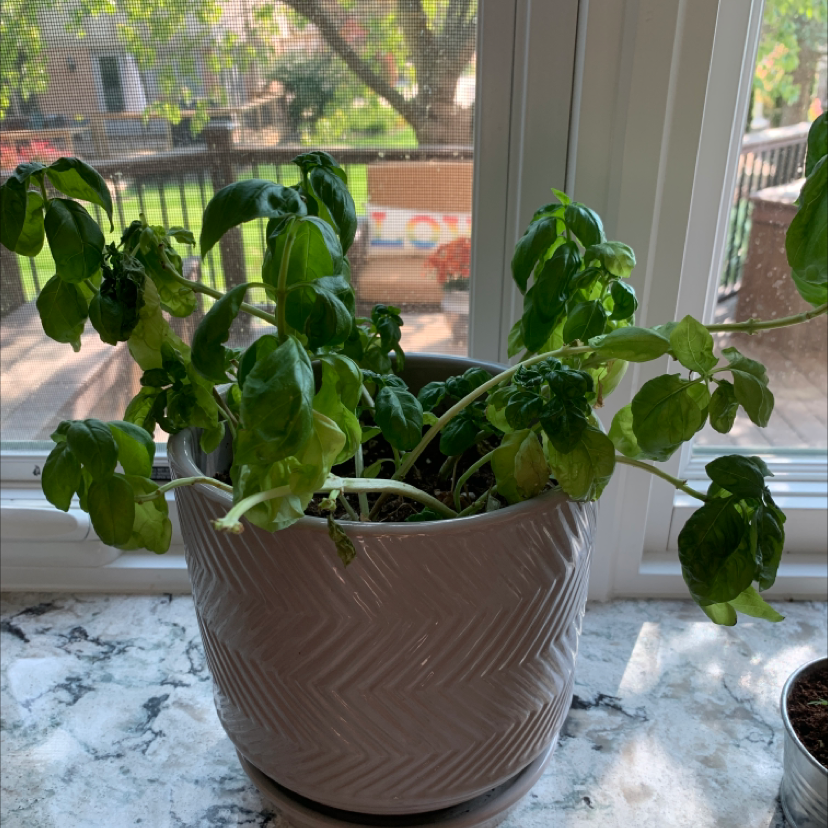 Sweet Basil plant in a white pot on a windowsill with some wilted and yellowing leaves.