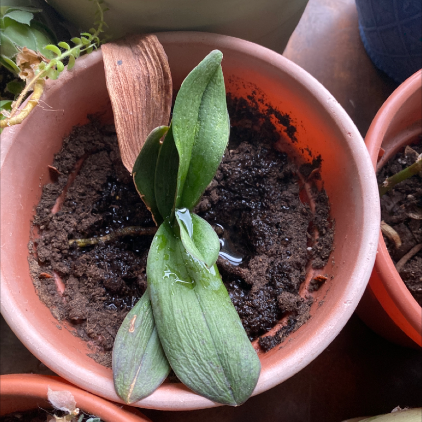 Jewel Orchid in a pot with visible soil and some browning on one leaf.