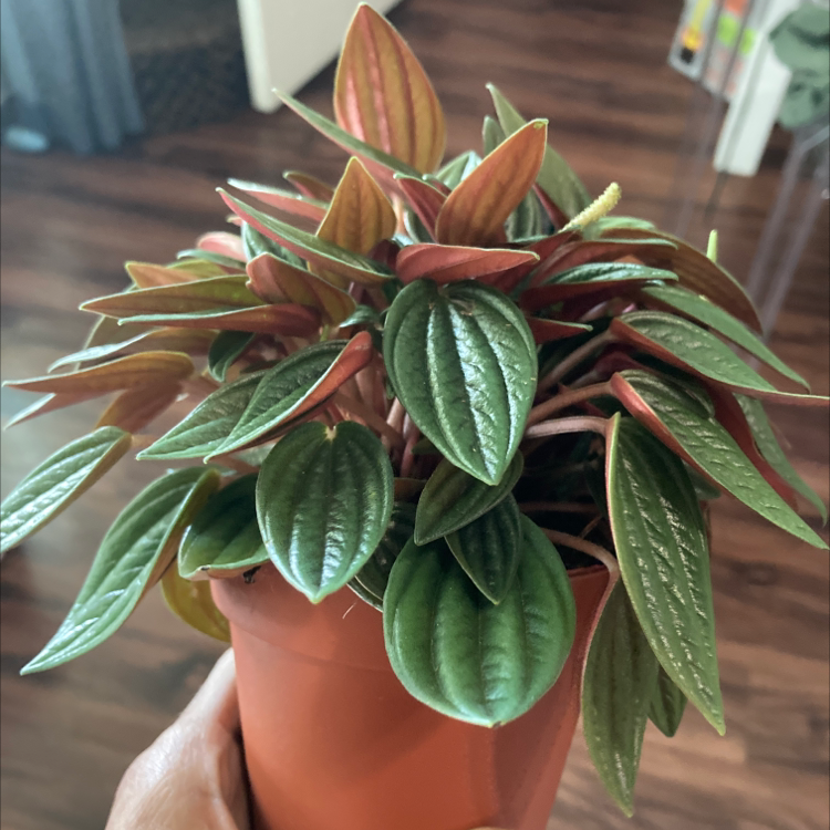 Emerald Ripple Peperomia plant with vibrant green and reddish leaves in a pot, held by a hand.