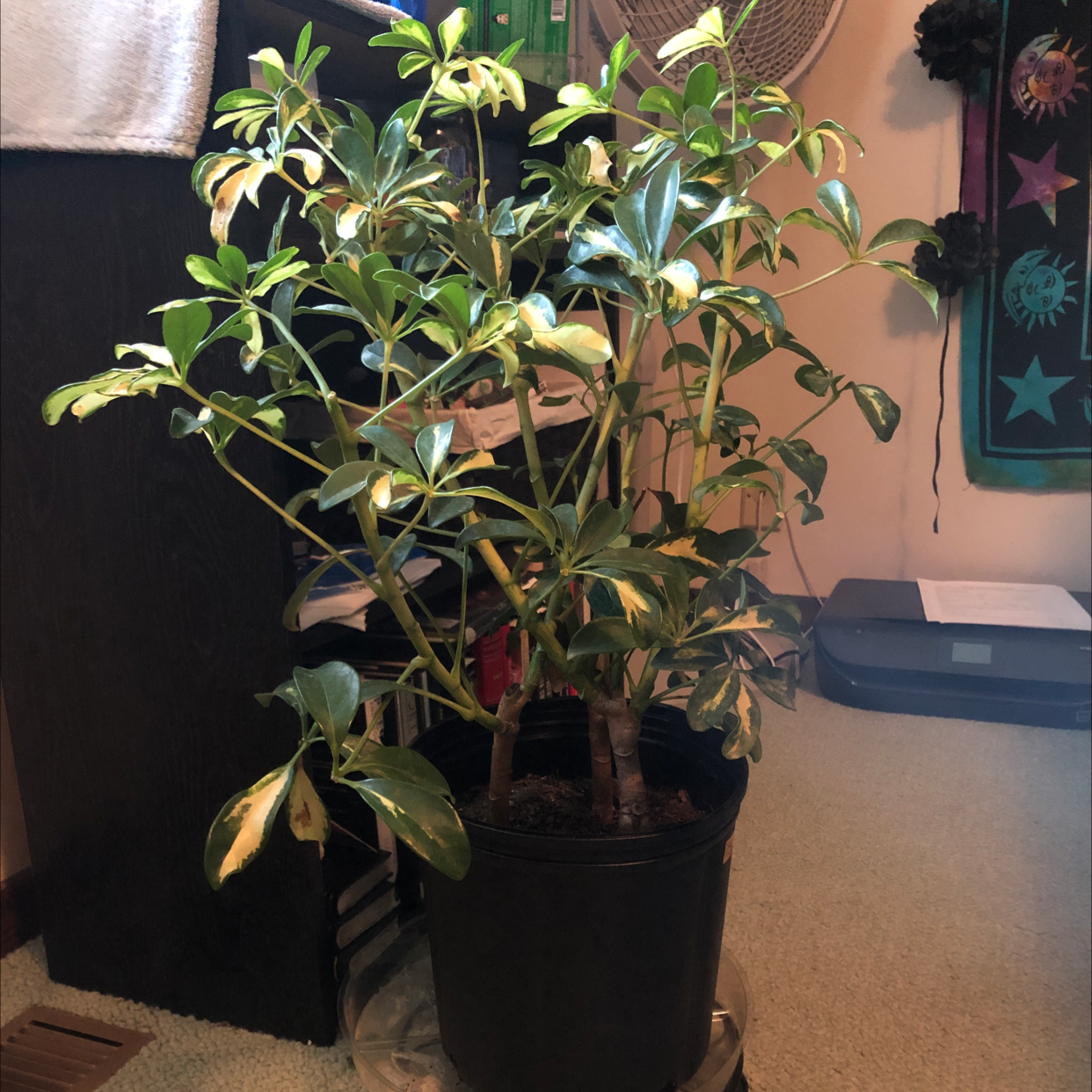 Photo of the plant species Cactus by Amber named Sapphire on Greg, the plant care app